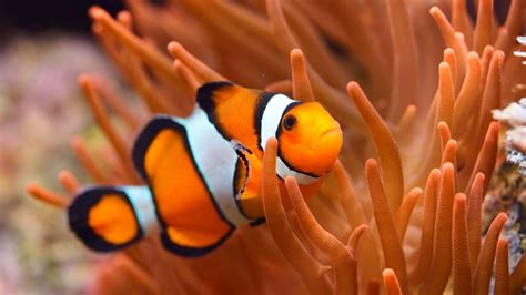 The 15 Types of Clownfish