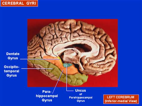 The parahippocampal gyrus [1] is a grey matter cortical region of the ...