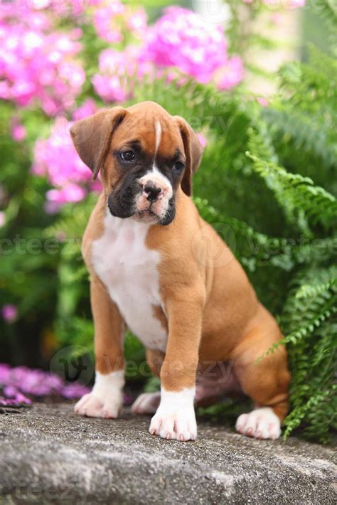 Fotos De Cachorros Boxer - cachorro boxer en hermoso jardín 705832 Foto de stock en Vecteezy