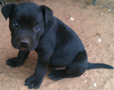 Black Pitbull Puppies | Pitbull Puppies | ISNCA