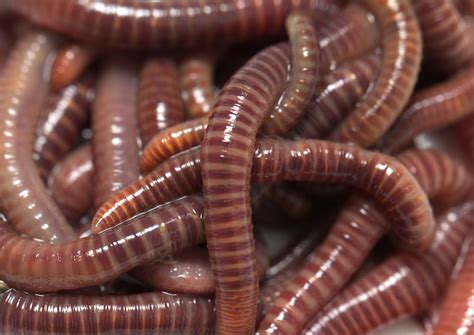 Will Two Worms Grow from a Worm Cut in Half? | Earthworms, Worm farm, Worms