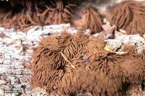 Chocolate tube slime mold (Stemonitis splendens) - Our Wild Yard