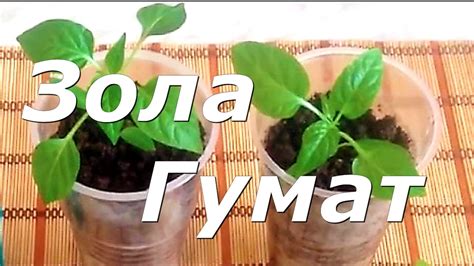159. ОТЛИЧНАЯ ПОДКОРМКА ДЛЯ РАССАДЫ. Зола. Гумат. - YouTube