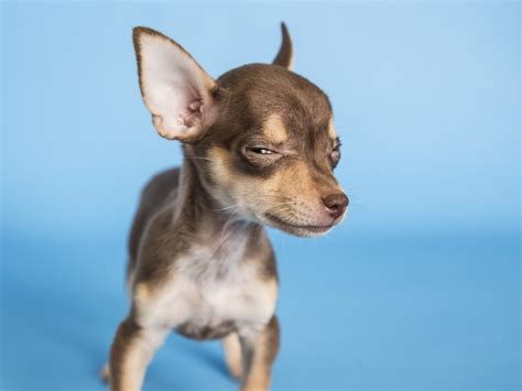 What Dog Has The Sharpest Teeth at David Montelongo blog