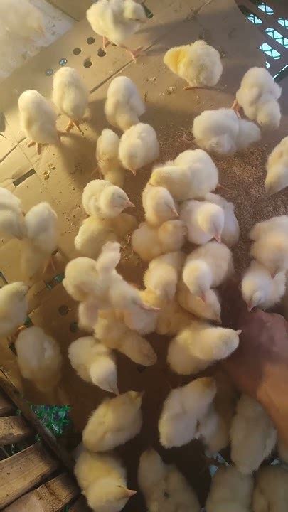 days  chicken broiler chickenbroiler poultry poultrylife