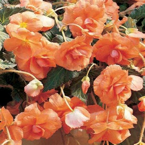 Бегония клубневая ампельная Sun Dancer™ Apricot. НОВИНКА!!! - 5 драже.
