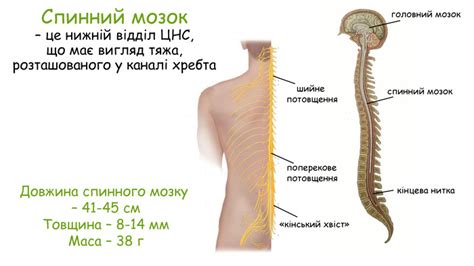 Презентація до уроку: "Спинний мозок"