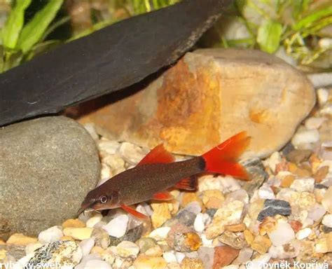 RYBICKY.NET - Atlas akvarijních ryb - Fotogalerie