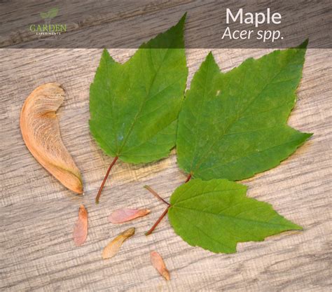 Sugar Maple Tree Dropping Leaves at Orville Elva blog