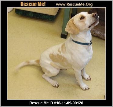 - New Castle/Henry County Animal Shelter - New Castle, IN - AVAILABLE PETS