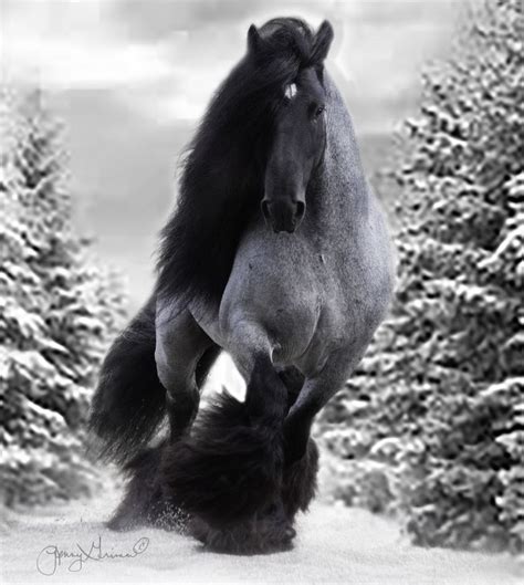 Horse Photography - Blue roan Gypsy stallion named Black Jack in the snow. Beautiful Horse ...