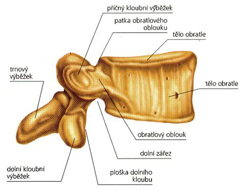 LIDSKÉ TĚLO