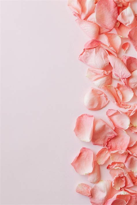 About — Jasper Rose