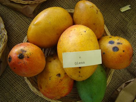 Фрукт Манго (Mangifera indica) – список сортов