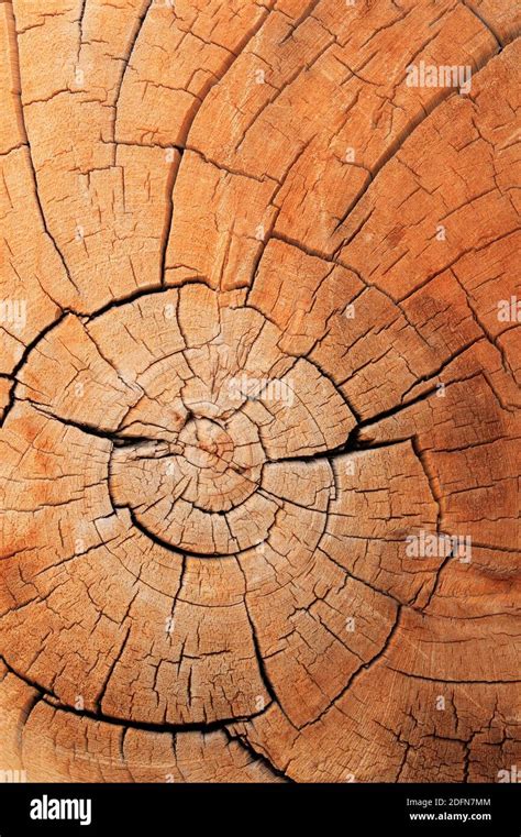 Bristlecone pine tree ring hi-res stock photography and images - Alamy