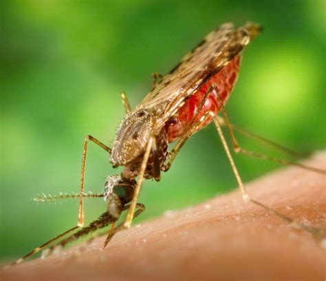 mosquitoes hometeam pest defense