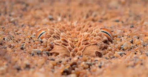Scientist Films Slow-Motion Footage of Snake Attacks to Discover How ...