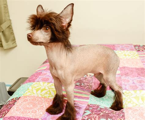 Dogs, Chinese Crested, Puppy, HD Wallpaper | Rare Gallery