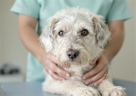 Addison's Disease Treatment for Dogs - Pet Health MD