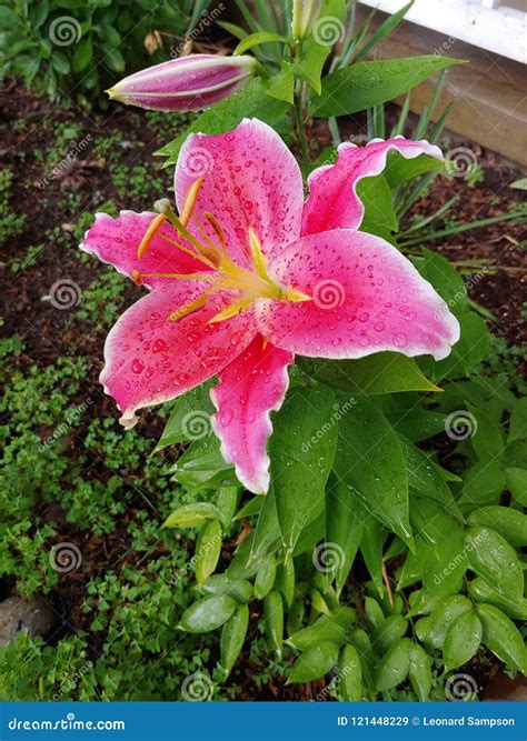 Rain Drops on a Firecracker Lily Stock Image - Image of lilies, rain