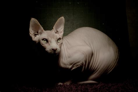 Sphynx on Behance