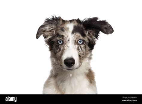 Portrait of Border collie Puppy with blue eyes looking at camera on ...