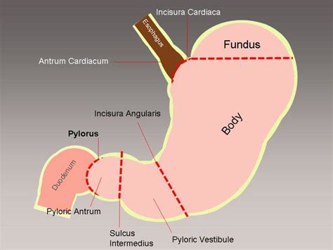 Pyloric Region