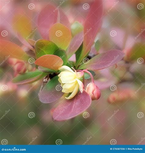 Thunberg S Barberry (Berberis Thunbergii) Stock Photo - Image of spring ...