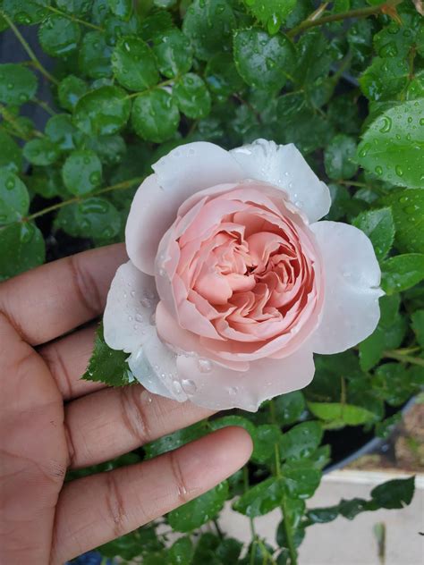Roses from my potted garden : r/Roses