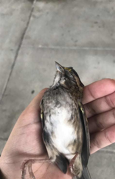 What is this bird? [NYC, USA] : r/whatsthisbird
