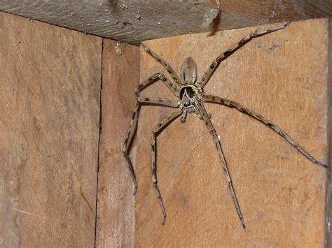 Giant Huntsman missing one leg | Arachnids spiders, Spider, Arachnids