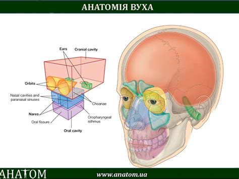 #AURIS / # ВУХО – АНАТОМ | ANATOM.UA
