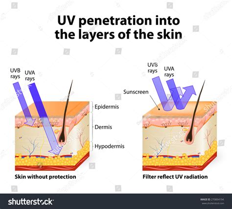 uv penetration   layers   human skin uvb rays