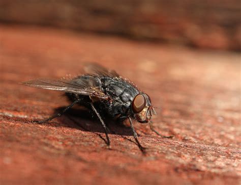 fly pest control perth sherlock termite pest control