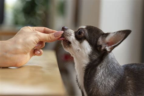 How to Teach “No” to a Puppy: A Complete Guide | All Things Dogs