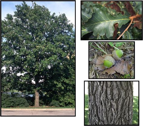 BUR OAK – Hinsdale Nurseries – Welcome to Hinsdale Nurseries
