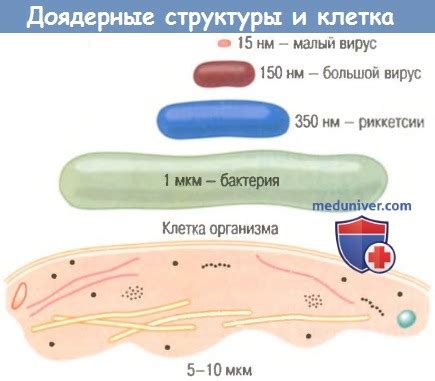 Характеристика клетки. Эндоцитоз и пиноцитоз