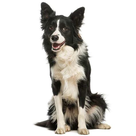 border collie dog breed profile personality facts