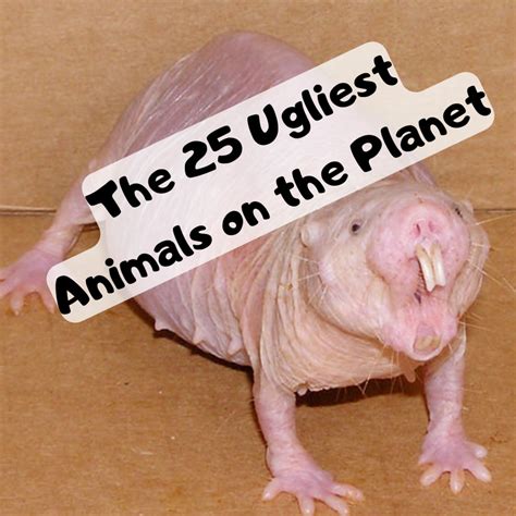 Ugliest Animals Ever