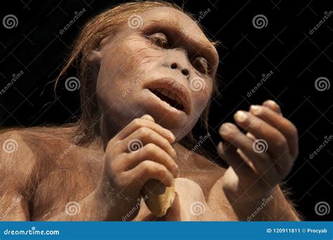 Australopithecus Afarensis Editorial Image | CartoonDealer.com #165817948