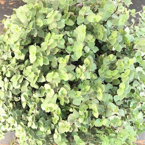 Calisia – Plantiqueria
