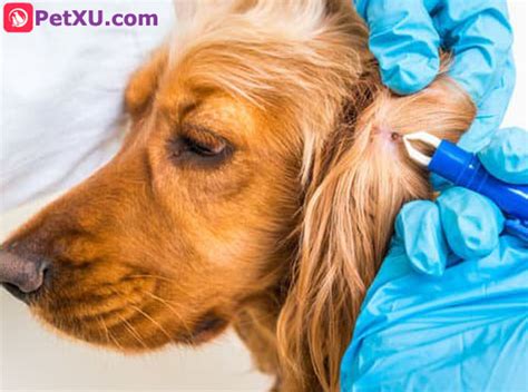 removal-of-ticks-on-dogs | PetXU.com