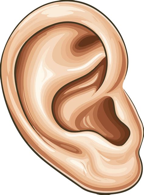 Cute Ear Clipart Cute Ear Clipart Ear Clip Art Ears Clip Art Clip Art