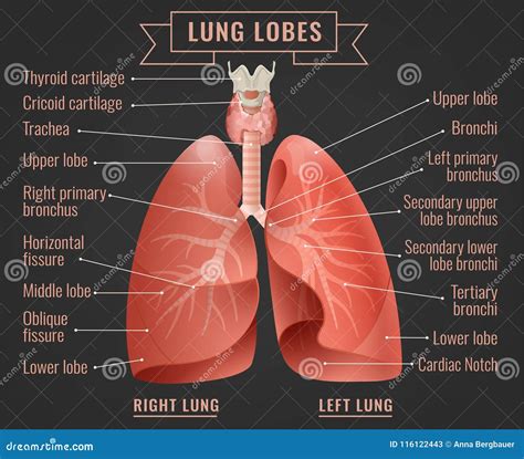 Human Lungs Photo