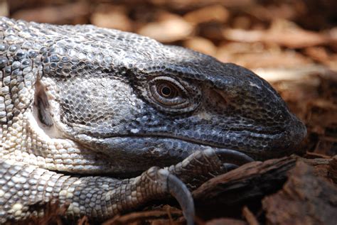 Black-Throated monitor Varanus albigularis microstictus – Palm Oil