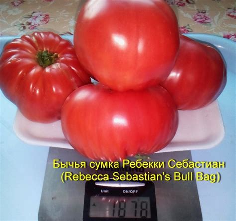 Томат Бычья сумка Ребекки Себастьан: описание сорта, отзывы, фото ...