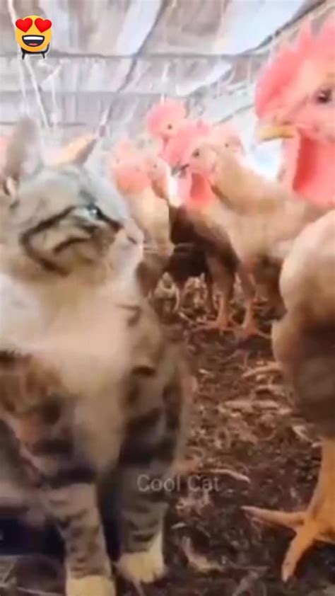 Funny Pets - One News Page VIDEO