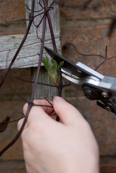 Winter clematis: plant one of these in your garden for stunning