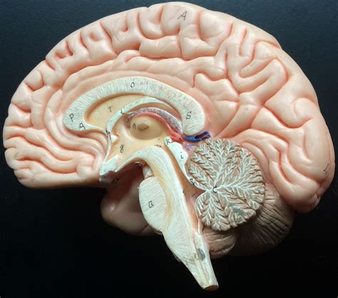 Midsagittal Brain Diagram | Quizlet