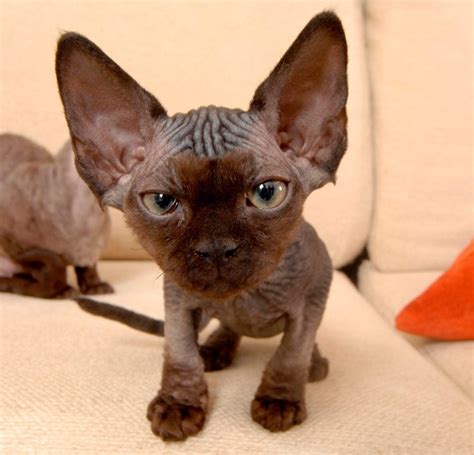 31 Ugly Cats That Are Still Cute | Adorably Ugly Cats